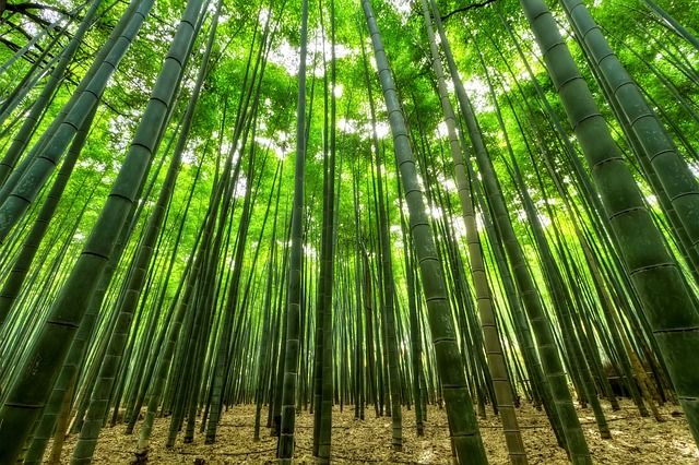 bambusové spodné prádlo